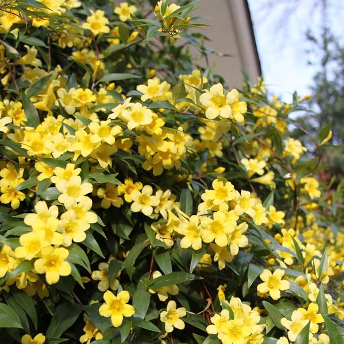 Jasmine Plants Live, Arabian Jasmine Plant Indoor, Fragrant Jasmines Flowers 4 to 7 Inch (Yellow)