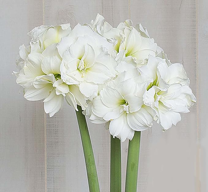 Alfresco Amaryllis Bulb - 26-28 cm Bare Root - Stunning Pure White Blooms with Very Large Flowers - Perfect for Indoor & Outdoor Décor - Easy-to-Grow Amaryllis for Gardens & Pots