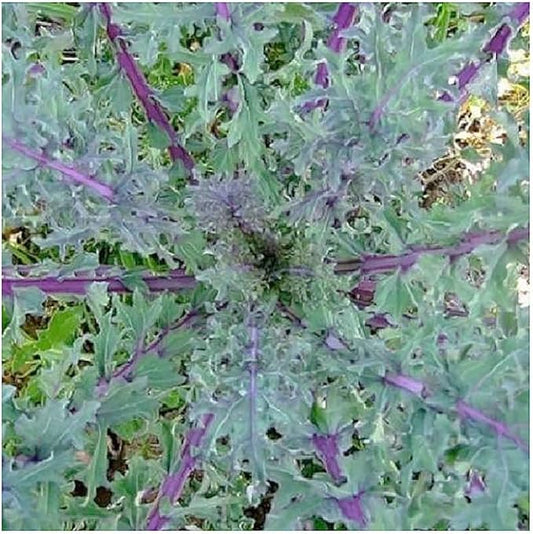 Red Russian Kale - 1000+ Heirloom Seeds, Non-GMO
