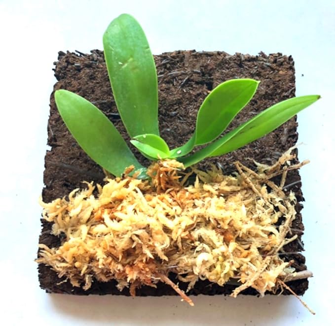 Miniature Orchid: Sedirea Japonica