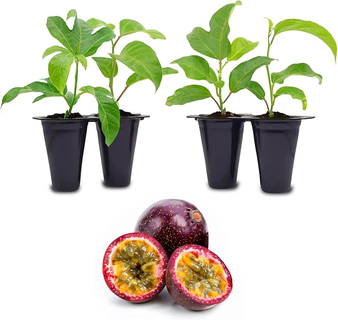 Passion Fruit Live Plant 4 Pack – 'Possum Purple' (Maracuya) — Self-Fertile Passiflora edulis Vine for Trellis, Arbor & Containers — Fast Growing Sweet Purple Fruit. Easy Edible Garden Starter