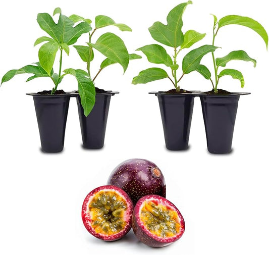 Passion Fruit Live Plant 4 Pack – 'Possum Purple' (Maracuya) — Self-Fertile Passiflora edulis Vine for Trellis, Arbor & Containers — Fast Growing Sweet Purple Fruit. Easy Edible Garden Starter