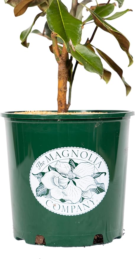 Magnolia Tree Kay Parris Variation, Live Plant, Magnolia Flower Blooms, Easy Care, Perfect for Home Growers, Magnolia Bloom, 3-4 Feet Tall, by The Magnolia Company, Cannot Ship to CA, HI, AK, PR