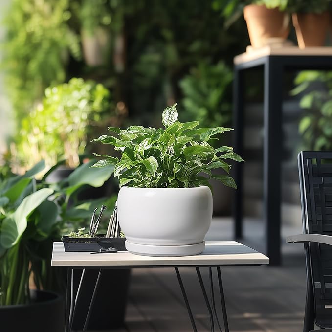 SQOWL Ceramic Planters for Indoor Plants - 8 Inch Plants Pot, Round Outdoor Flower Pot with Drainage Hole and Saucer, Decorative Modern Planter, Kitchen Decor, House Gifts, White