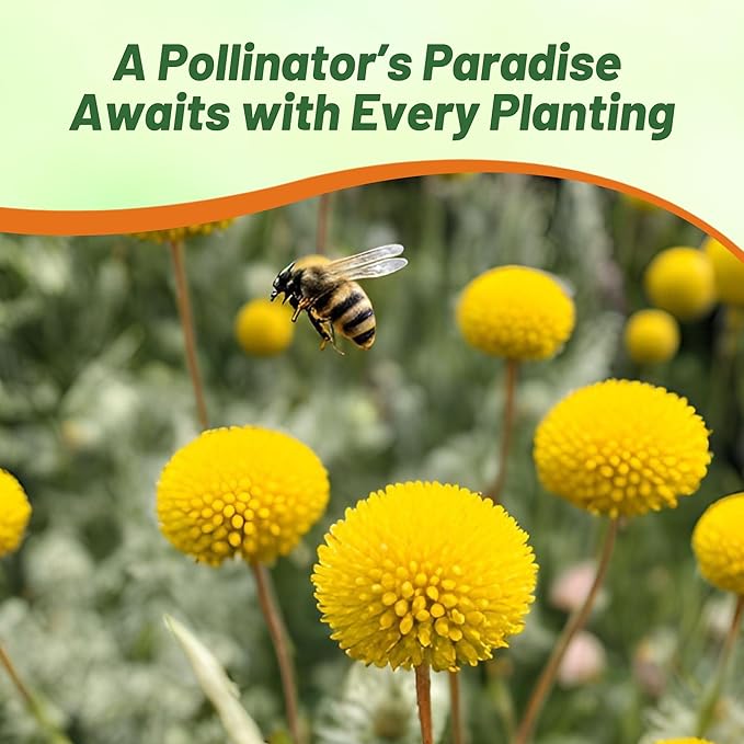 Outsidepride Billy Button Craspedia Globosa Seeds - 2000 Pcs Perennial, Hardy & Drought Tolerant, Flower Seeds for Planting w/Yellow Spherical Blooms, Ideal for Cut Flower & Pollinator Gardens