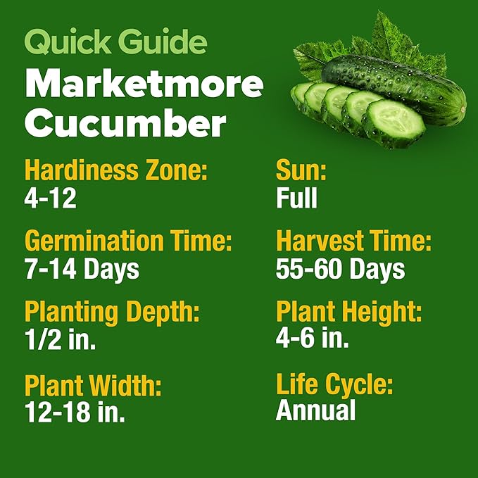 HOME GROWN Organic Cucumber Seeds - 200 Marketmore Heirloom Non GMO Vegetable Seeds for Planting in Trellises, Raised Beds, Containers (Cucumis sativus)