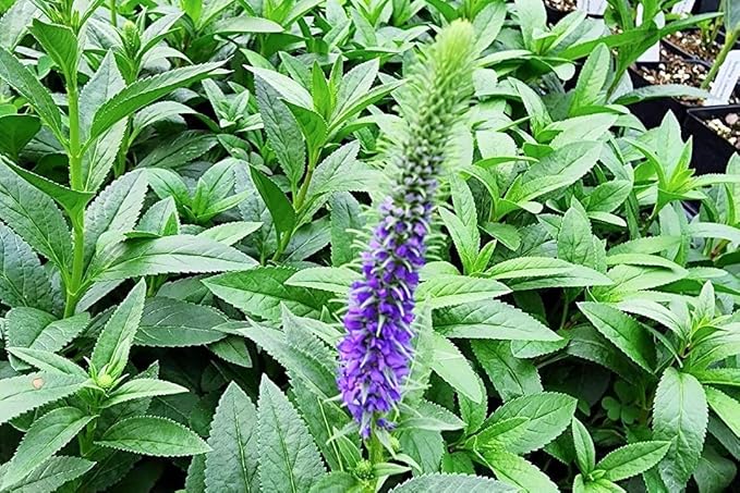 Greenwood Nursery: Live Perennial Plants - 'Royal Candles' Spiked Speedwell + Veronica Spicata - [Qty: 5X Pint Pots] - (Click for Other Available Plants/Quantities)
