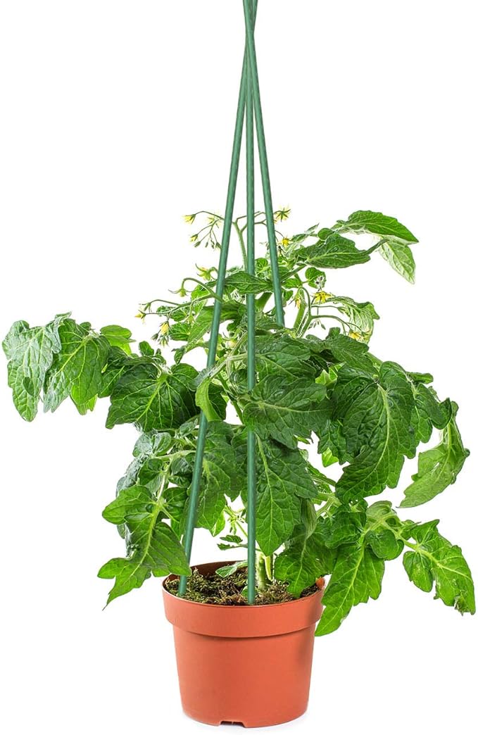 Sunnyglade 25PCS 48” Plant Stakes Garden Tomato Sticks Plant Stakes & Supports for Potted Plants