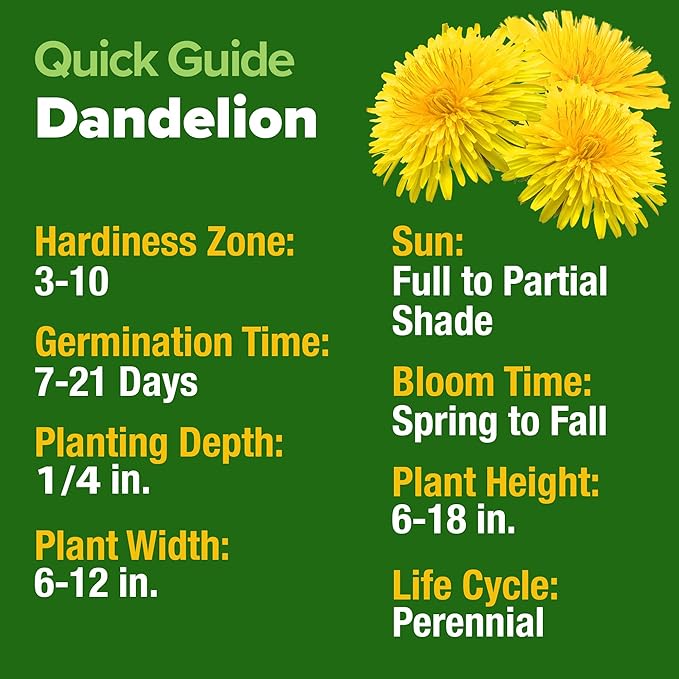 HOME GROWN Dandelion Seeds for Planting – 600 Heirloom Medicinal Herb Seeds (~0.3g) Grow Edible Leaves and Flowers for Remedies or Wildlife (Taraxacum officinale)