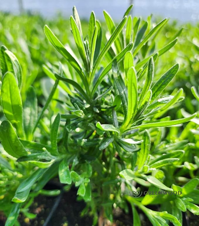 Greenwood Nursery: Live Perennial Plants - Royal Velvet Lavender + Lavandula Angustifolia - [Qty: 5X Pint Pots] - (Click for Other Available Plants/Quantities)