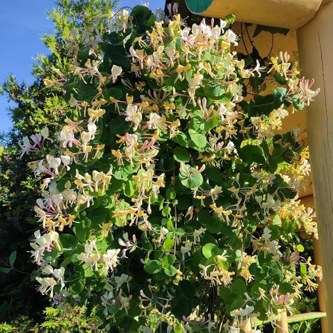 Honeysuckle Plant Live for Planting, Lonicera Honeysuckle Vine, Very Hardy, in 2.5 Inc Pot, Fragrant Yellow Bloom