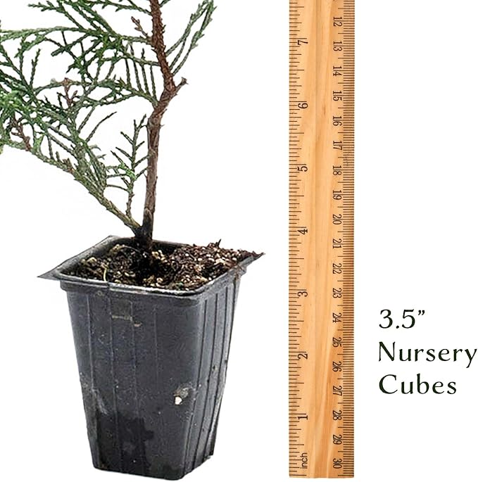 1 Murray Leyland Cypress in 3.5” Nursery Cubes (Cupressocyparis leylandii ‘Murrayii’) | Fast-Growing Evergreen Conifer Tree for Privacy Screens, Windbreaks & Borders | Ready-to-Plant