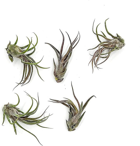 ragnaroc Air Plants - Tillandsia Pruinosa, Large 3-5" - 5ct - Live Arrival Guaranteed - House Plants for Home Decor & Gift
