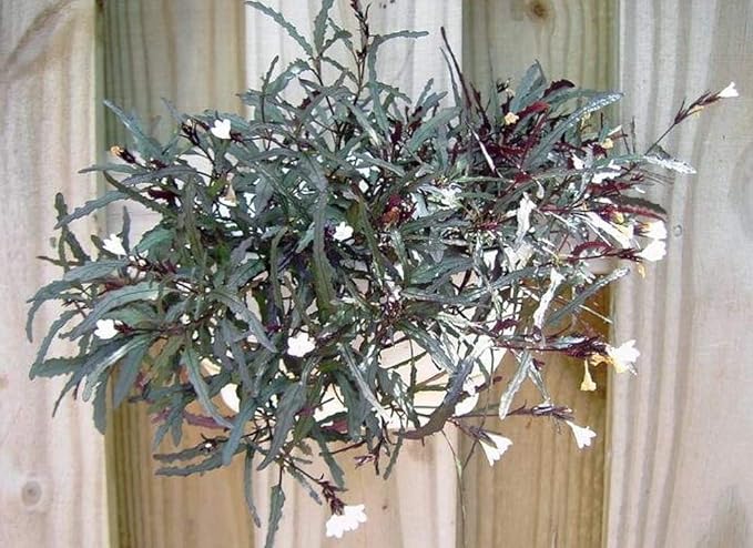 Dragon's Tongue Plant - Hemigraphis - Terrarium/FairyGarden/Houseplant- 2.5" Pot
