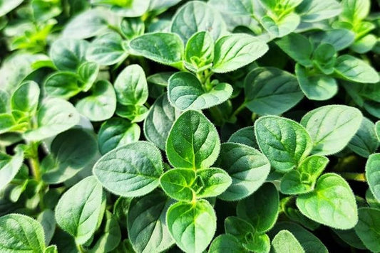 Greenwood Nursery: Live Perennial Plants - Oregano Hot and Spicy + Organum Vulgare - [Qty: 10x Pint Pots] - (Click for Other Available Plants/Quantities)
