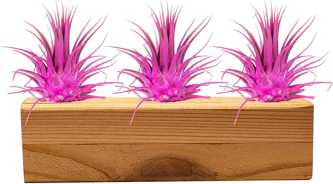 Air Plants 3 Pack - Tillandsia Ionantha - 3 Hole Planter - Organically Enhanced Color - Live Arrival Guaranteed - House Plants for Home Decor & Gift (3Pk + Black Planter) (3Pk Rose Pink + 3 Hole Tan)