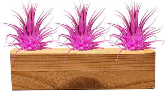 Air Plants 3 Pack - Tillandsia Ionantha - 3 Hole Planter - Organically Enhanced Color - Live Arrival Guaranteed - House Plants for Home Decor & Gift (3Pk + Black Planter) (3Pk Rose Pink + 3 Hole Tan)