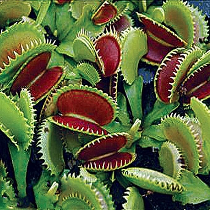 Dente Venus Fly Trap Live Plant - Dionaea muscipula 'Dente' by Wellspring Gardens - Carnivorous Plant - Fly Trap Plant - Unique Indoor Plant - Starter Plant