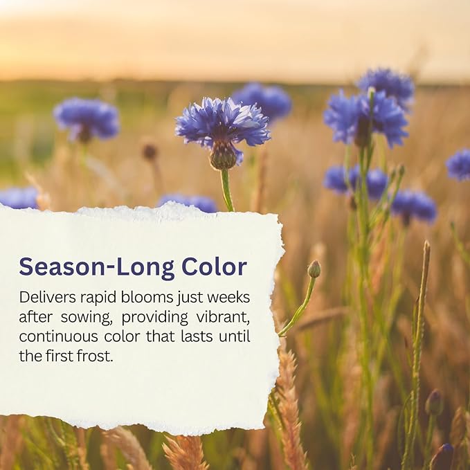 Blue Cornflower Seeds - Bachelor Button (Centaurea Cyanus) - Extra Large 1 oz Packet with Over 5,500 Open Pollinated Wildflower Seeds for Full Sun Gardens