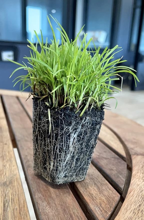 Centipede Grass Plug Tray | EZ Plug 50 Grass Plugs Per Tray