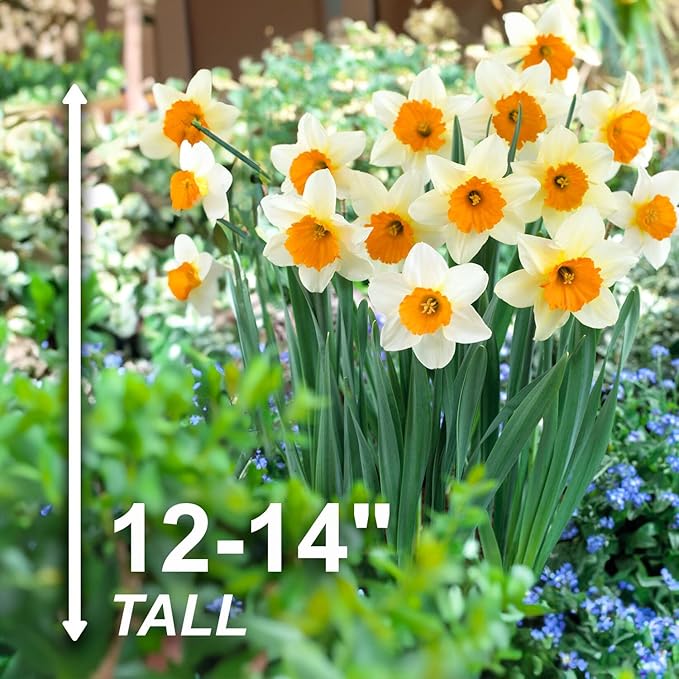 Garden State Bulb Narcissus Large Cupped Sempre Avanti Daffodil Flower Bulbs, 16/18cm, Fall Planting (Bag of 100)