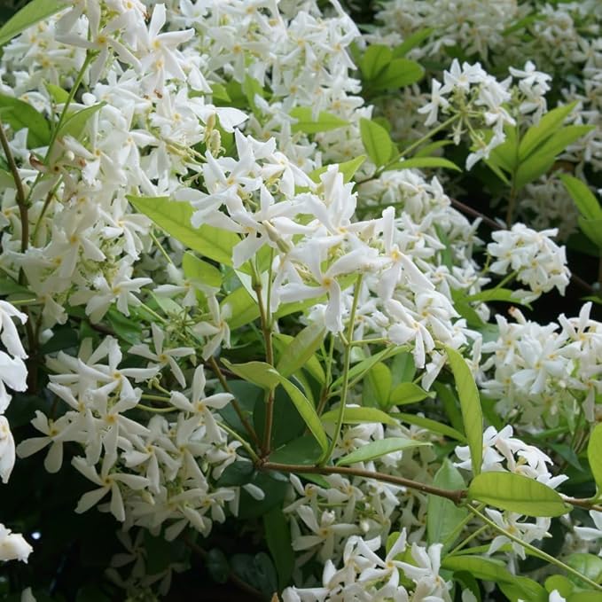 Jasmine Plants Live, Arabian Jasmine Plant Indoor, Fragrant Jasmines Flowers 4 to 7 Inch (Star)