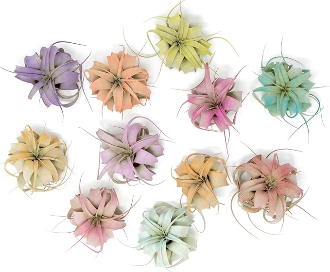 Purple Colorful Tillandsia Air Plants - Long Lasting Color Enhanced Live Tillandsia Succulent House Plants - Home and Garden Decor - Easy Care Indoor and Outdoor (Mini Xerographica, Pack of 3)