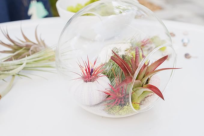 Air Plant Shop XL Tillandsia Caput Medusae Air Plants - Live Tillandsia - Easy Care Indoor and Outdoor House Plants (Pack of 1)