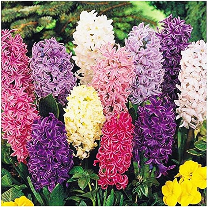 5 Jan Bos Hyacinth Bulbs – Large 16-17cm Bulbs for Brilliant Red, Fragrant Blooms – Perfect for Gardens, Borders, and Containers