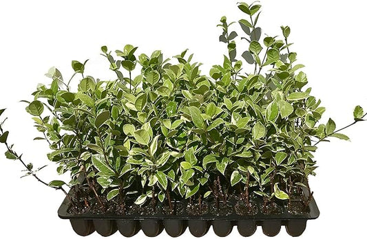 Confederate Jasmine Variegated - 40 Live Plants - Trachelospermum Jasminoides Variegatum - Fragrant Blooming Evergreen Vine