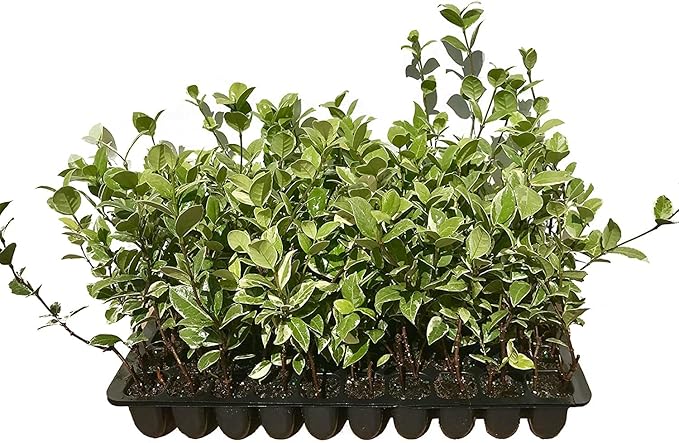 Confederate Jasmine Variegated - 20 Live Plants - Trachelospermum Jasminoides Variegatum - Fragrant Blooming Evergreen Vine