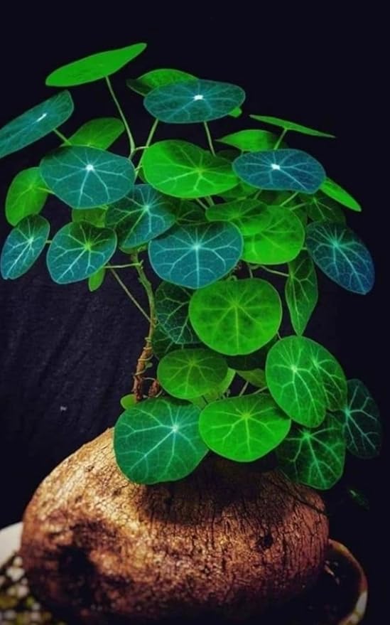 2"-2.5" Stephania Cephalantha Plant Caudex, Rare Succulent with No Hair Roots, Already Sprouts, 4.5-6 Cm Wide Caudex for Planting,Home Decor, Houseplant, Cold Hardy