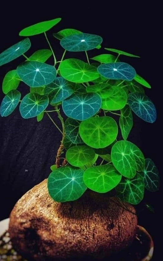 2"-2.5" Stephania Cephalantha Plant Caudex, Rare Succulent with No Hair Roots, Already Sprouts, 4.5-6 Cm Wide Caudex for Planting,Home Decor, Houseplant, Cold Hardy