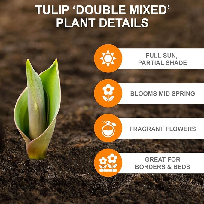 Garden State Bulb Double Dutch Mixed Tulip Flower Bulbs, 12/+ cm, Fall Planting (Bag of 100)