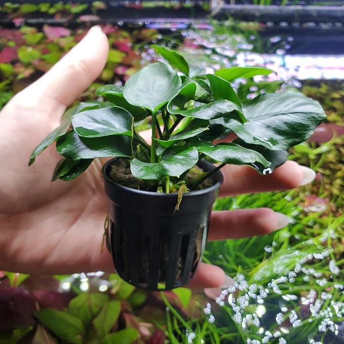 SubstrateSource Anubias Live Aquarium Plants - Potted Freshwater Plant for Fish Tanks, Terrariums - Beginner Friendly Low Light (Barteri Round Leaf, 3 Pots)