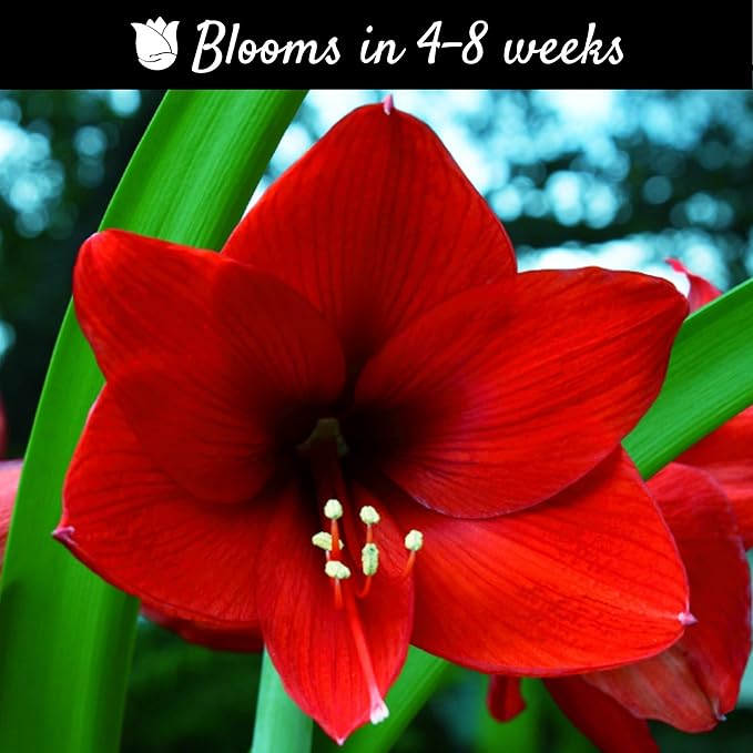 Easy to Grow Amaryllis Ferrari Red - 1 Planted Flower Bulb in a Ceramic Holiday Square Gift, Blooms Indoors for Holidays in 4 to 8 Weeks