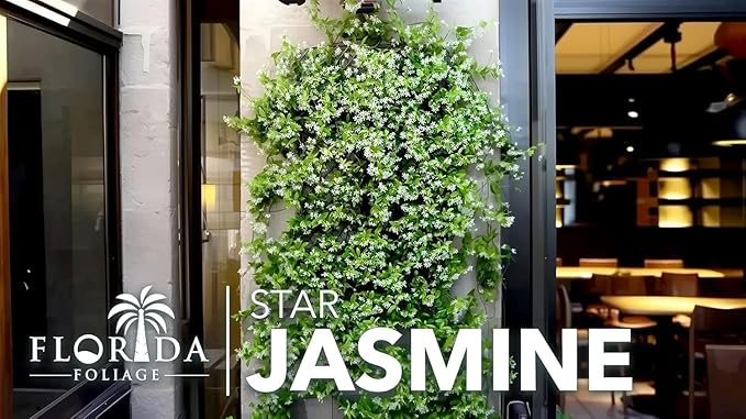 Jasmine Star Confederate I 3 Large Gallon Size Plants I Trachelospermum Jasminoides I Live Fragrant White Star-Shaped Flowers, Perfect for Trellises, Fences, and Arbors
