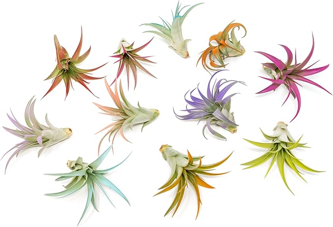 Purple Colorful Tillandsia Air Plants - Long Lasting Color Enhanced Live Tillandsia Succulent House Plants - Home and Garden Decor - Easy Care Indoor and Outdoor (Brachycaulos Abdita, Single)