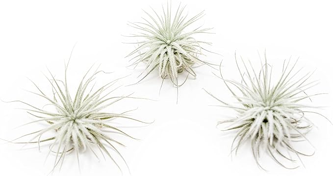 3 PCs Small Tectorum Ecuador Air Plant - Live Tillandsia Succulent House Plants - Available in Wholesale and Bulk - Home and Garden Decor - Easy Care Indoor/Outdoor Air Plant