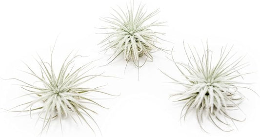 3 PCs Small Tectorum Ecuador Air Plant - Live Tillandsia Succulent House Plants - Available in Wholesale and Bulk - Home and Garden Decor - Easy Care Indoor/Outdoor Air Plant