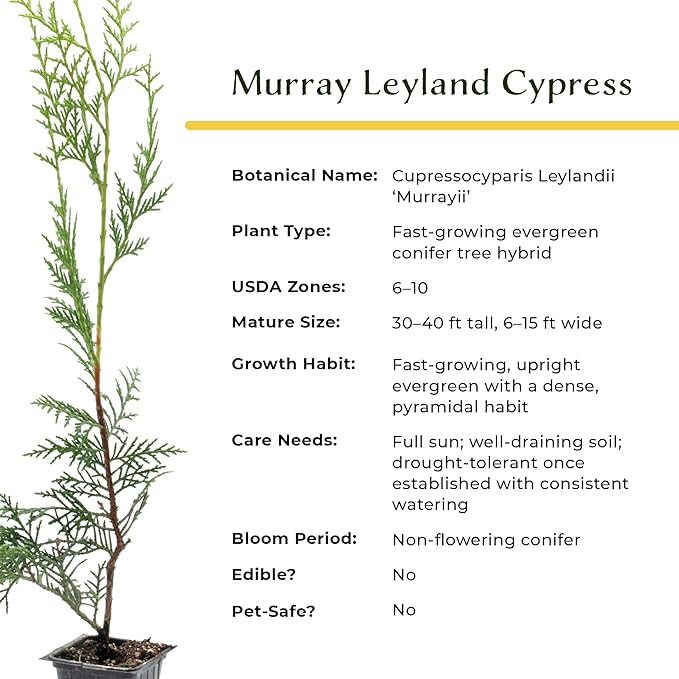 1 Murray Leyland Cypress in 3.5” Nursery Cubes (Cupressocyparis leylandii ‘Murrayii’) | Fast-Growing Evergreen Conifer Tree for Privacy Screens, Windbreaks & Borders | Ready-to-Plant