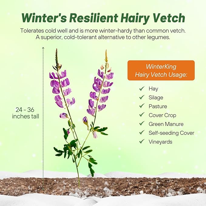 Outsidepride Hairy Vetch Cover Crop Seeds - 10 Lbs Cold Tolerant, Winter Hardy - Ideal for Soil Improvement, Green Pasture, Hay & Livestock Forage - Pollinator Friendly Garden Seeds, Ground Cover