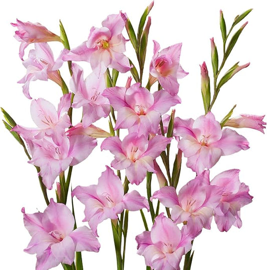 Easy to Grow Hardy Gladiolus 'Charming Lady' Plant Bulbs (10 Pack) - Light Pink Flowering Blooms in Spring to Summer Gardens