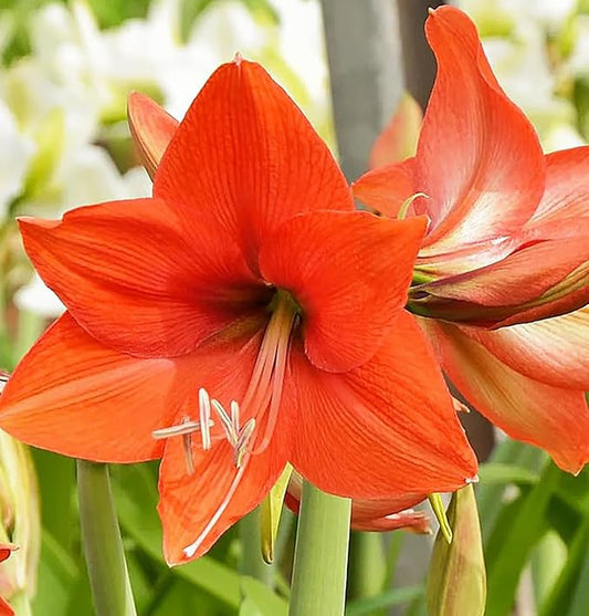 Bellini Amaryllis Bulb - Bare Root for Stunning Blooms - Orange Tangerine Front with Light Back - Unique Two-Tone Color for Gardens, Pots & Indoor Décor - Easy-to-Grow Amaryllis Bulbs