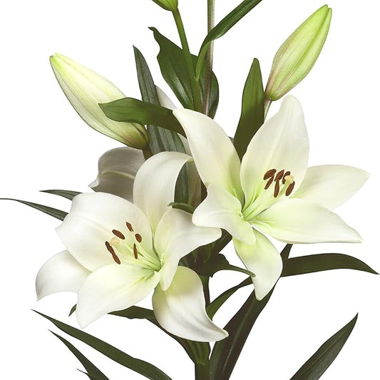 Easy to Grow Lilium Asiatic Lily 'White' Plant Bulbs (3 Pack) - White Flowering Blooms in Summer Gardens