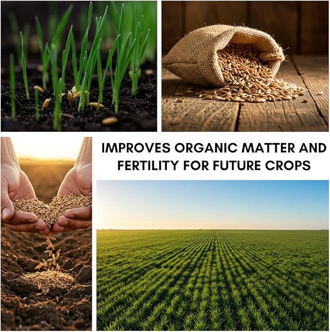 Perennial Ryegrass Seeds for Planting - Premium Quality Rye Grass Seed (10 Pounds)