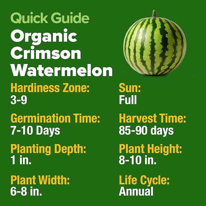 HOME GROWN Watermelon Vegetable Seeds (Crimson Sweet) – 15 Non-GMO, Heirloom Water Melon (7g) for Planting in Home Gardens or Beds Outdoors – Citrullus lanatus