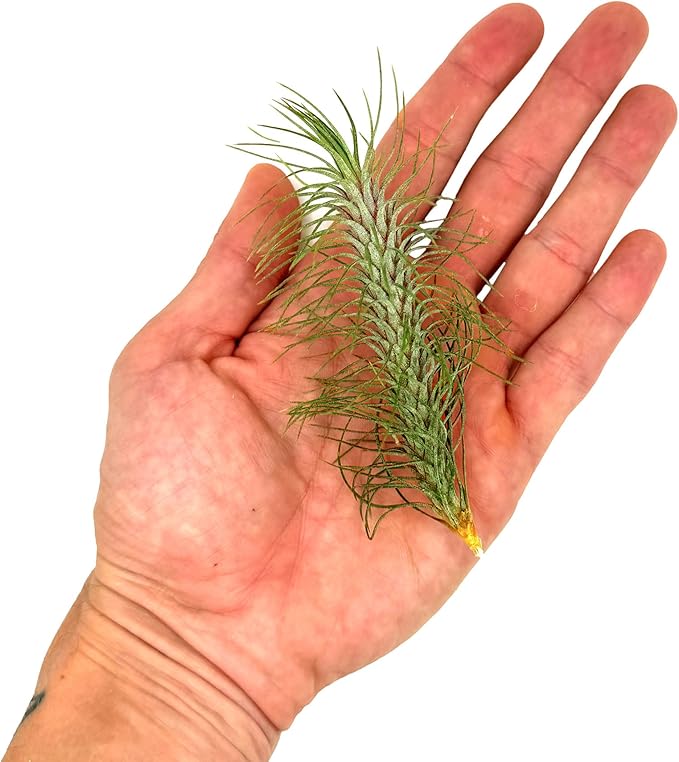 ragnaroc Air Plants - Colombian Tillandsia Funckiana, Large 5" - 5ct - Live Arrival Guaranteed - House Plants for Home Decor & Gift
