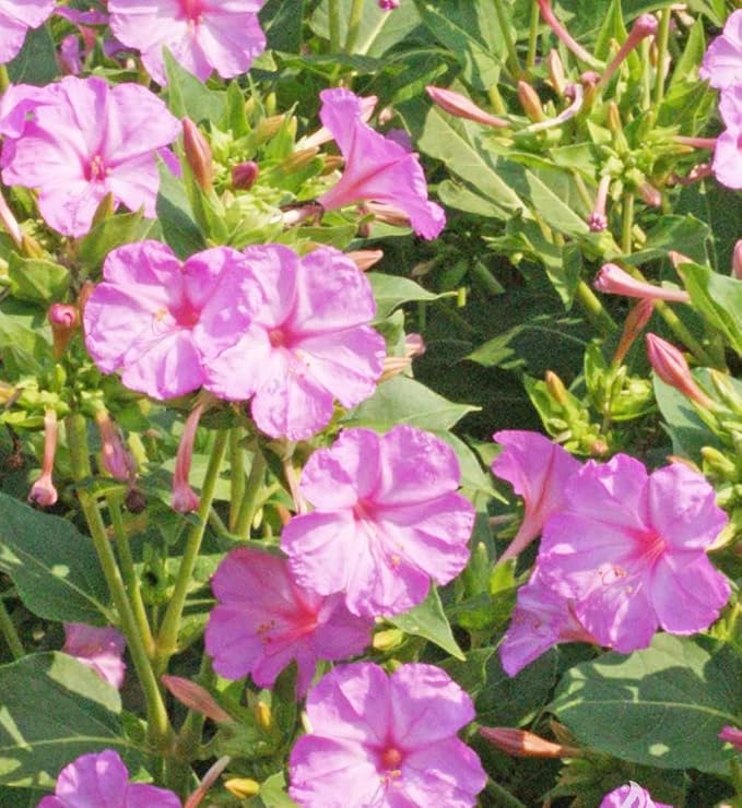 80 Pink Four O'Clock Seeds - Tender Perennial That Reseeds Easily