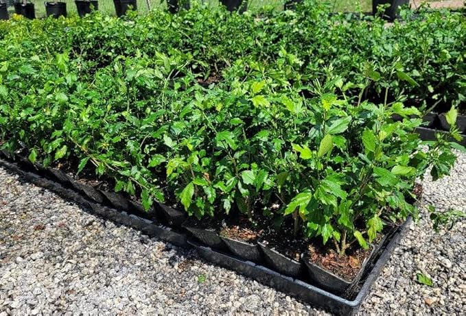 Blue Bird Hibiscus - Althea - Rose of Sharon - Live Plant - Quart Pot